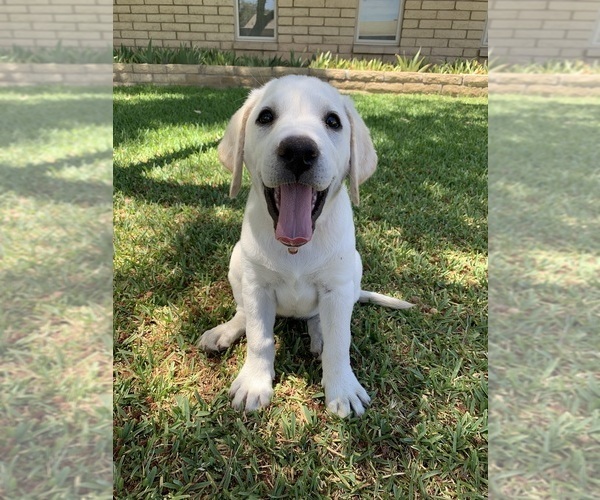 Medium Photo #13 Labrador Retriever Puppy For Sale in MESA, AZ, USA