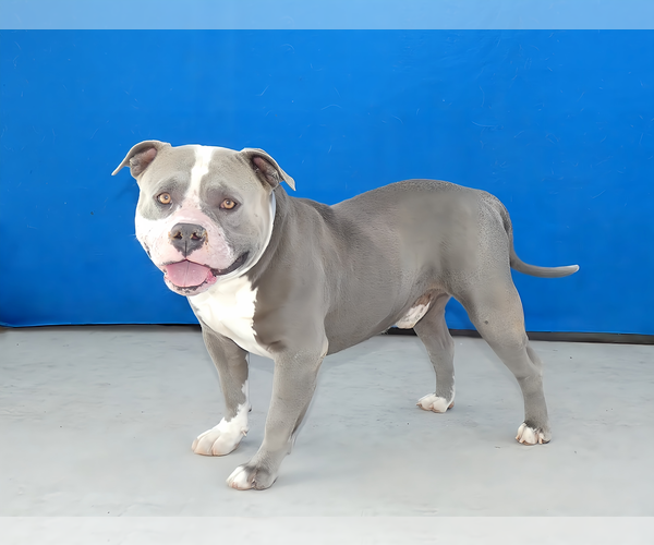 Medium Photo #2 American Bulldog Puppy For Sale in Pasadena, CA, USA