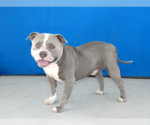 Small #1 American Bulldog