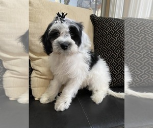 Bichon Frise-Cock-A-Poo Mix Puppy for sale in RICHMOND, IL, USA