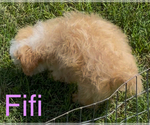 Small #2 Maltese-Poodle (Toy) Mix