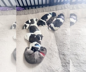 Akita Puppy for sale in TEHACHAPI, CA, USA