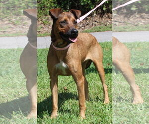 Mutt Dogs for adoption in Prattville, AL, USA