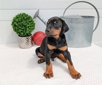 Small #2 Doberman Pinscher