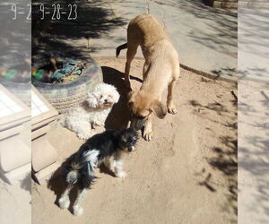 Corky- ** WONDERFUL PAL! - Male Mutt Dog for Adoption - Photo #6