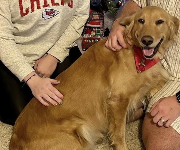 Medium Photo #1 Golden Retriever Puppy For Sale in CONCORDIA, MO, USA