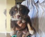 Small Photo #6 Miniature American Shepherd Puppy For Sale in WALLER, TX, USA