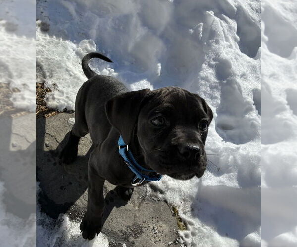 Medium Photo #7 Boweimar Puppy For Sale in Brewster, NY, USA