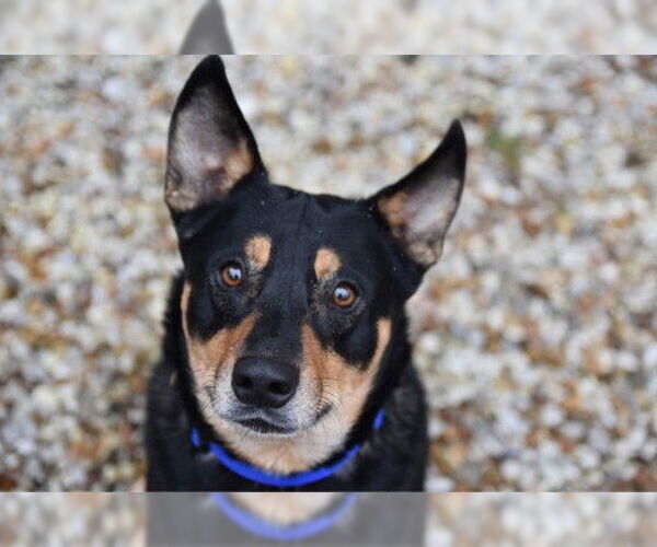 Medium Photo #11 Mutt Puppy For Sale in West Cornwall, CT, USA