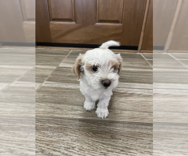 Medium Photo #4 Maltipoo Puppy For Sale in APPLE VALLEY, CA, USA