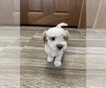 Small #3 Maltipoo