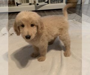 Goldendoodle Puppy for sale in MAYFIELD, KY, USA