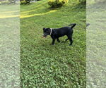 Small #4 American Pit Bull Terrier-Border Collie Mix