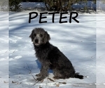 Image preview for Ad Listing. Nickname: Peter
