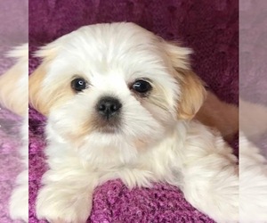 Mal-Shi Puppy for sale in PORT SAINT LUCIE, FL, USA