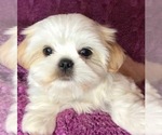 Small Photo #1 Mal-Shi Puppy For Sale in PORT SAINT LUCIE, FL, USA