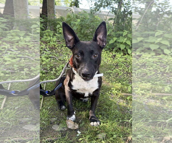 Medium Photo #1 Feist Terrier-Unknown Mix Puppy For Sale in Westwood, NJ, USA