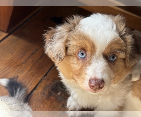 Medium Photo #7 Aussie-Corgi Puppy For Sale in ESPERANCE, NY, USA