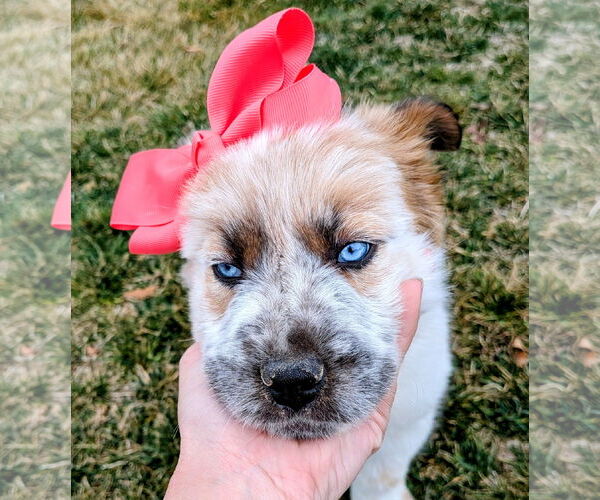 Medium Photo #2 Australian Shepherd-Unknown Mix Puppy For Sale in Sandy, UT, USA