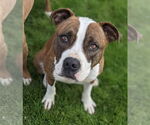 Small #9 American Pit Bull Terrier Mix