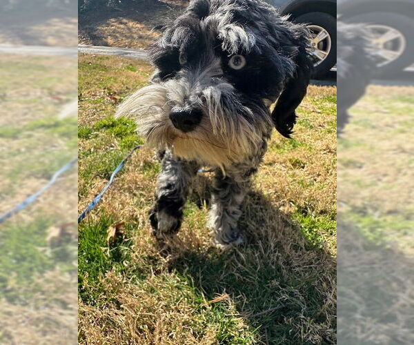 Medium Photo #1 - Mix Puppy For Sale in Roaring River, NC, USA