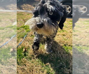 - Mix Dogs for adoption in Roaring River, NC, USA