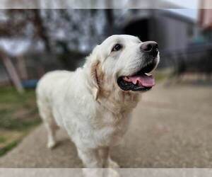 Medium Golden Retriever