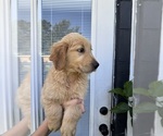 Puppy Apollo Golden Retriever