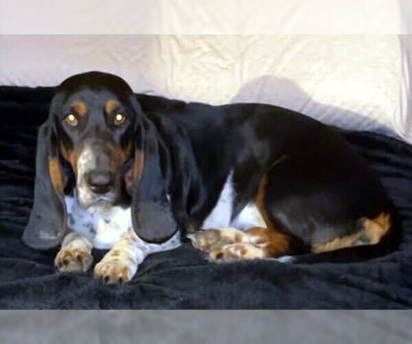 Medium Photo #3 Basset Hound Puppy For Sale in Deepwater, NJ, USA
