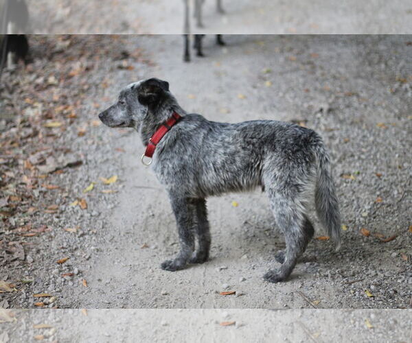 Medium Photo #4 Mutt Puppy For Sale in Paso Robles, CA, USA