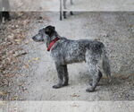 Small #3 Mutt
