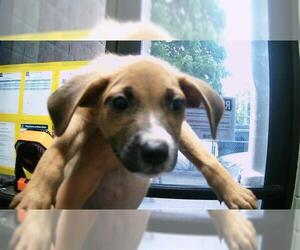 American Pit Bull Terrier-Unknown Mix Dogs for adoption in Tulsa, OK, USA