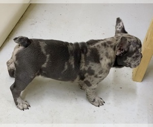 French Bulldog Puppy for Sale in BOAZ, Alabama USA