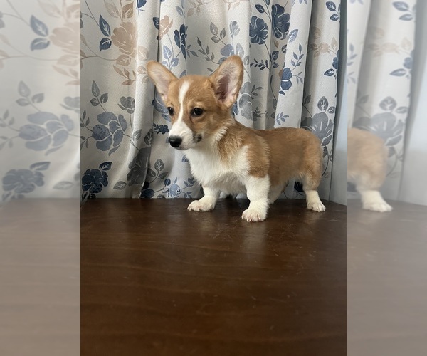 Medium Photo #18 Pembroke Welsh Corgi Puppy For Sale in DURHAM, CT, USA