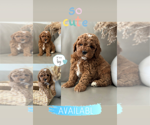 Goldendoodle (Miniature) Puppy for Sale in SACRAMENTO, California USA