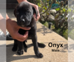Puppy Onyx Great Dane