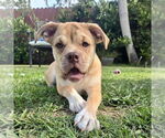 Small #1 Miniature Bulldog