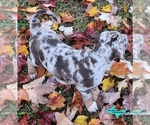 Small #2 Catahoula Leopard Dog