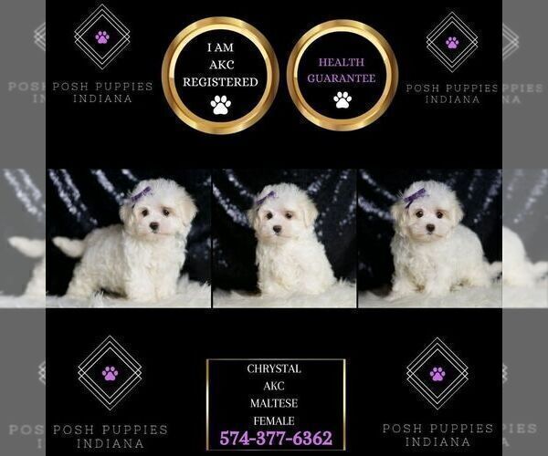 Medium Photo #40 Maltese Puppy For Sale in WARSAW, IN, USA
