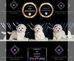 Small #5 Maltese