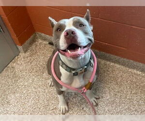 American Pit Bull Terrier Dogs for adoption in Pueblo, CO, USA