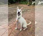 Small #5 German Shepherd Dog Mix