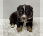 Small Photo #11 Australian Shepherd Puppy For Sale in NEOSHO, MO, USA