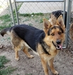 Small Photo #1 German Shepherd Dog Puppy For Sale in SHERIDAN, IN, USA