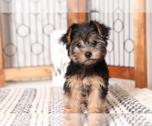 Yorkshire Terrier Puppy for sale in NAPLES, FL, USA