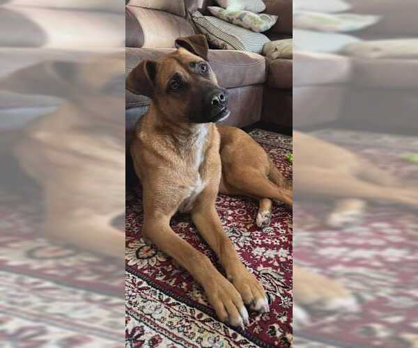 Medium Photo #1 Boxer-German Shepherd Dog Mix Puppy For Sale in Westminster, MD, USA