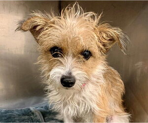 Mutt Dogs for adoption in Moreno Valley, CA, USA