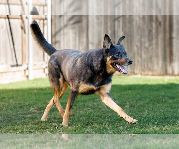 Medium Photo #7 Shepweiller Puppy For Sale in McKinney, TX, USA