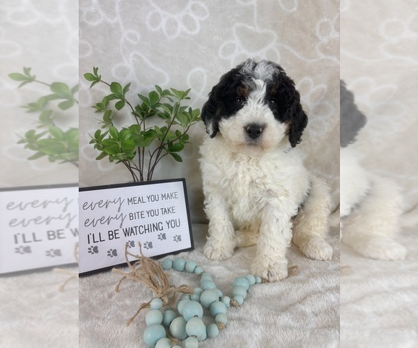 Medium Photo #4 Bernedoodle (Miniature) Puppy For Sale in INDIANAPOLIS, IN, USA