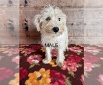 Small #5 Schnauzer (Miniature)